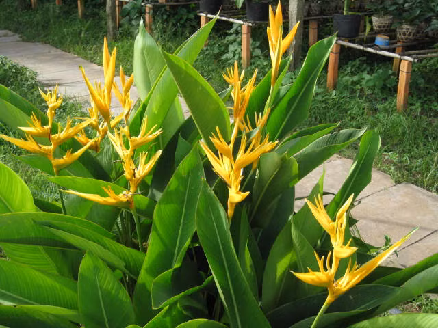 Người ta thường sử dụng hoa và lá thiên điểu để trang trí, làm đẹp nhà cửa. Cây có nguồn gốc ở các nước nam châu Phi và châu Mỹ nhiệt đới nhưng được trồng ở nhiều nước khác trên trên thế giới.