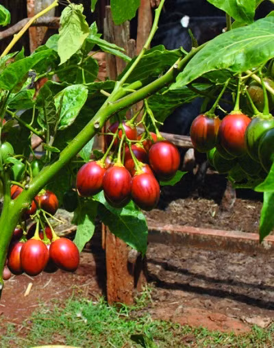 Cà chua thân gỗ có màu vàng, da cam hoặc đỏ tía với mùi vị thơm ngon và hơi chua. Cây cho trái quanh năm, cao đến 3m, tán rộng như các loại cây ăn quả. Tuổi thọ của cây là 20 năm. (Nguồn Vuatin)