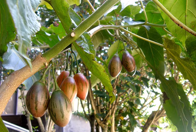 Cà chua thân gỗ Tamarillo chứa nhiều chất dinh dưỡng như vitamin A, C, E, vitamin B tổng hợp, protein, chất béo, canxi, kali và natri, một số khoáng chất như phốt pho, mangan, magiê, đồng, kẽm và sắt. (Nguồn Afamily)