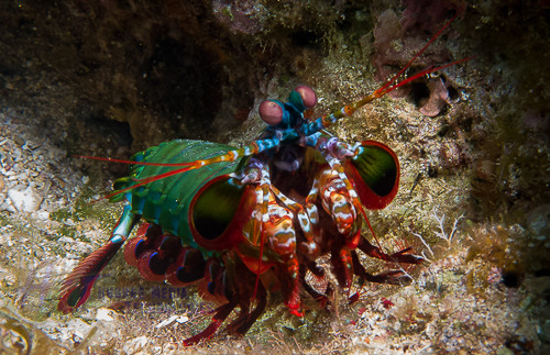 Tôm bọ ngựa có tầm nhìn độc đáo nhưng lại không thể phân biệt được các màu sắc với nhau. (Ảnh Hmthost)