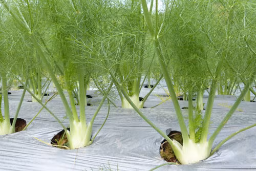 Củ phê-nôn hiện mới chỉ được trồng ở một số trang trại rau cao cấp của Đà Lạt. (Nguồn Imgur)