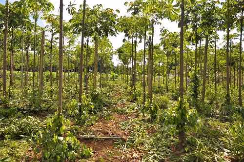 Củ phê-nôn chứa nhiều chất dinh dưỡng như vitamin C, chất xơ, mangan, kali, folate, phốt-pho, canxi…(Nguồn Littlegardens)