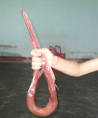 Đặc điểm nổi bật của cá chìa vôi là mỏ của nó có hình ống rất dài và đầu miệng loe ra như miệng cái bình vôi. Đây cũng là lý do vì sao người ta gọi nó là cá chìa vôi. (Ảnh Uteen)