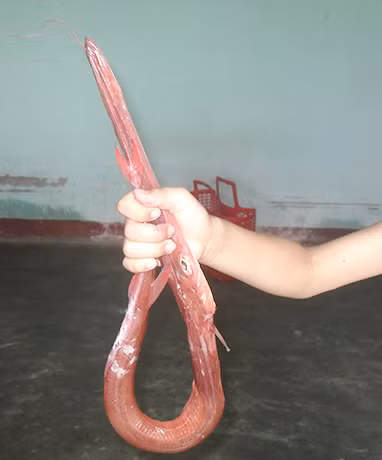 Đặc điểm nổi bật của cá chìa vôi là mỏ của nó có hình ống rất dài và đầu miệng loe ra như miệng cái bình vôi. Đây cũng là lý do vì sao người ta gọi nó là cá chìa vôi. (Ảnh Uteen)