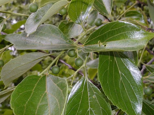 Ở nước ta, cây cơm nguội phân bố phổ biến ở nhiều nơi, từ Lào Cai, Lạng Sơn, Quảng Ninh, Ninh Bình đến Nghệ An, Gia Lai. (Ảnh Kct)