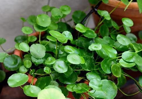 Rau má mọc bò lan trên mặt đất, thân gầy và nhẵn, lá hình thận, hoa màu trắng hoặc phớt đỏ, quả có hình mắt lưới dày đặc. (Nguồn Nongnghieppho)