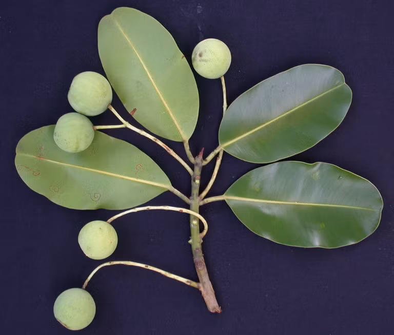 Dầu mù u thô, rất sánh, màu xanh lục sẫm, có mùi đặc biệt, vị đắng. Dầu ép từ hạt được sử dụng nhiều trong các loại mỹ phẩm chăm sóc da và tóc. (Nguồn Auco)