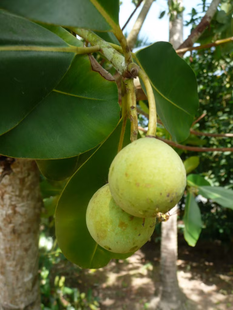 Bên cạnh đó, dầu mù u còn được dùng để trị ghẻ lở, bỏng, các bệnh ngoài da và điều chế thuốc trị bệnh phong. Trong khi đó, quả mù u khi khô có thể làm đuốc để thắp sáng, khả năng bắt lửa cao. (Nguồn Flickr)