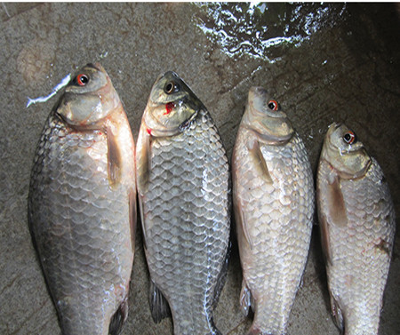 Cá diếc phân bố ở khắp nơi trên thế giới, từ châu u cho tới châu Á. (Ảnh Asun)