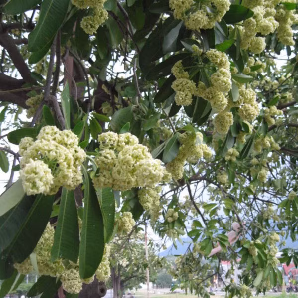 Hoa sữa có mùi thơm nhưng nếu được trồng với mật độ cao sẽ tạo ra mùi nồng nặc khá khó chịu với nhiều người. Ảnh Caycanhhanoi.