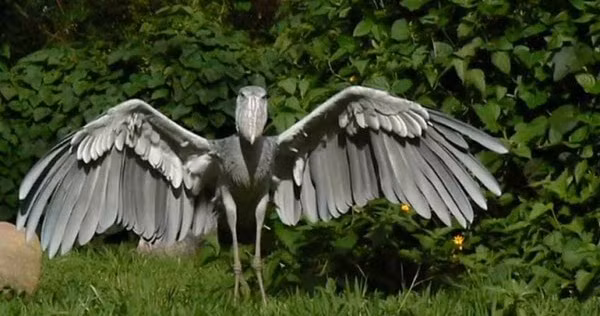 Mùa khô là mùa sinh sản của cò mỏ giày. Cò cái đẻ từ 2 - 3 trứng và ấp trong khoảng 30 ngày. Cả cò bố và cò mẹ đều cùng nhau xây tổ, ấp trứng và chăm sóc cò con. (Ảnh Blogspot)