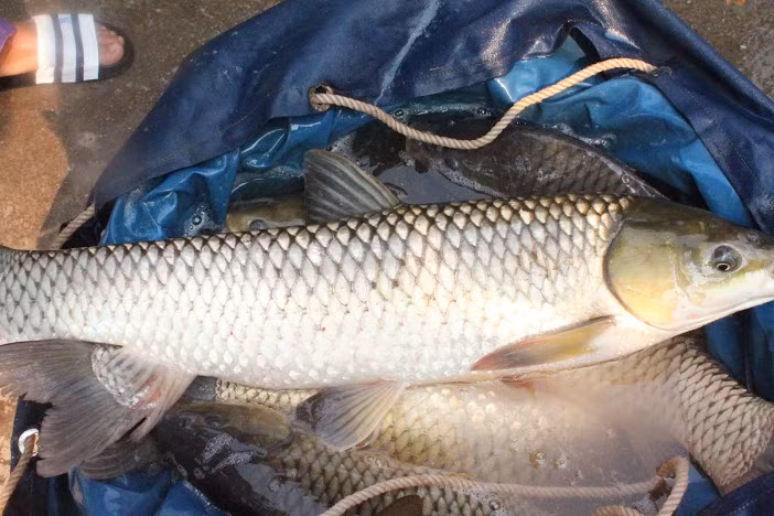 Cá trắm cỏ là loài cá nước ngọt bản địa Trung Quốc, phân bố rộng từ lưu vực sông Pearl ở miền nam Trung Quốc, sông Hắc Long Giang ở miền bắc Trung Quốc. (Nguồn Googleusercontent)