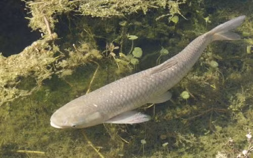 Cá trắm cỏ dễ nuôi và mau lớn. Thức ăn chủ yếu của cá trắm cỏ là các loại cỏ, rong và động vật phù du như tôm, tép, ấu trùng cá,...(Nguồn Danviet)