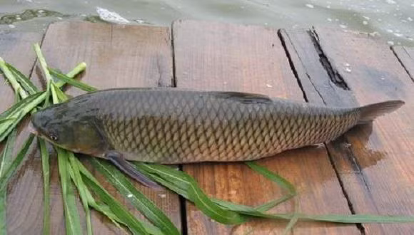 Cá trắm cỏ là loài cá bán di cư. Đến mùa sinh sản, chúng di cư lên đầu nguồn các con sông để đẻ trứng. Mùa vụ sinh sản của cá từ tháng 4 đến tháng 6 trong năm, tập trung nhất vào tháng 5. (Nguồn Casongda)