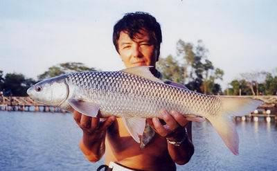 Ở nước ta, cá duồng bay phân bố ở lưu vực sông Mêkông và sông Đồng Nai. Loài cá này ưa sống ở các vùng trung, thượng lưu của sông. (Ảnh Kipkis)