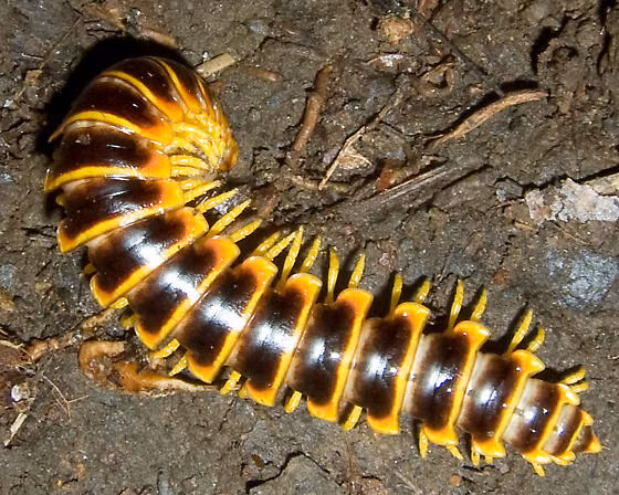 Điều đặc biệt là chất cyanide do cuốn chiếu khổng lồ tiết ra có mùi như cola vị dâu, ngọt ngào như kẹo vậy! (Nguồn Bugguide)