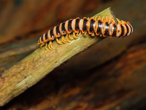 Cuốn chiếu khổng lồ di chuyển chậm do có nhiều chân và phân thân làm nhiều đốt. Loài này cũng không có khả năng cắn hay đốt như các loài động vật khác. (Nguồn Bugguide)