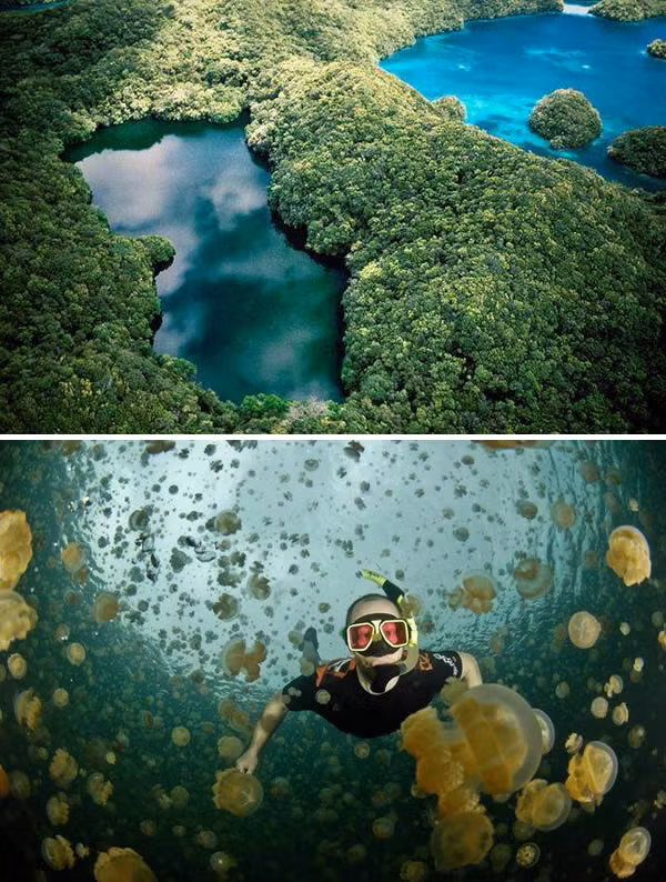 Hồ sứa (Palau) Hồ sứa nước mặn tọa lạc trên một hòn đảo đá không người ở trong đầm phá phía nam của quốc đảo Palau. Hồ sứa này đã trải qua một quá trình hình thành địa chất phức tạp. Số lượng các con sứa trong hồ lên tới hàng triệu con, chúng đều vô hại mặc dù có các tế bào châm chích. (Nguồn Oddee)