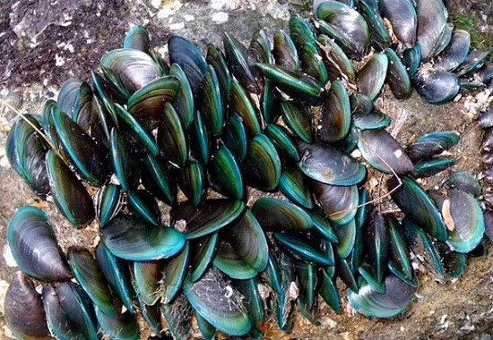  Con vẹm xanh là loại hải sản được đánh bắt nhiều ở biển miền Trung nước ta. Đây là loài trai có hai mảnh vỏ với màu xanh rất đẹp và bắt mắt. (Ảnh Nuoitrong123)