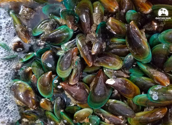 Trên thế giới, vẹm xanh phân bố ở vùng biển châu Á - Thái Bình Dương. Ngoài ra, nó còn được nuôi nhiều tại Trung Quốc, Nhật Bản, Thái Lan. (Ảnh Daohaisan)