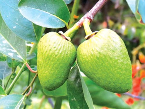 Quả bình bát thường được người dân đem dầm với đá đường ăn rất ngon và mát. Ảnh Blogcaycanh.