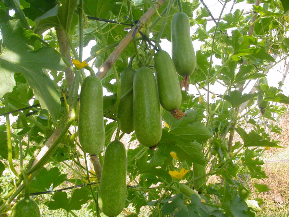 Quả bí đao chứa nhiều vitamin và khoáng chất như canxi, photpho, sắt, vitamin B1, B2, B3, C,...(Nguồn Afamily)