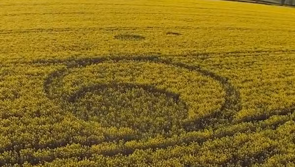 Các vòng tròn làm dấy lên bí ẩn UFO được phát hiện vào ngày 18/4/2017, ngay trên cánh đồng hoa màu đang vào mùa thu hoạch ở vùng nông thôn Tarlton, Gloucestershire, nước Anh. Nguồn ảnh: ufosightingsdaily.