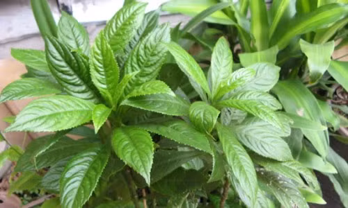 Lá xương sông có tính ấm có tác dụng làm giảm tính hàn thấp của các loài thủy hải sản hoặc thực phẩm khó tiêu. (Nguồn Benhnhi)