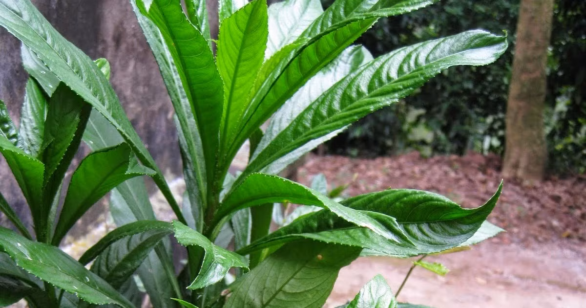  Cây xương sông là loài cây có lá thường được sử dụng như một loại gia vị phổ biến làm tăng thêm sự hấp dẫn cho các món ăn. Loài cây này mọc tự nhiên ở khắp nơi, rất quen thuộc với người dân Việt Nam. (Nguồn Bacsihoinach)