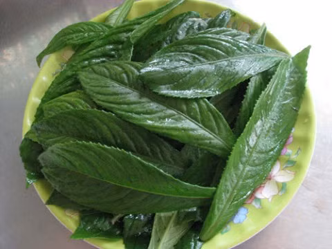 Lá xương sông có thể chế biến một số món ăn ngon như: chả cá xương sông, lá xương sông cuộn tôm, cá nấu xương sông, thịt cuốn lá xương sông....(Nguồn Vtc)