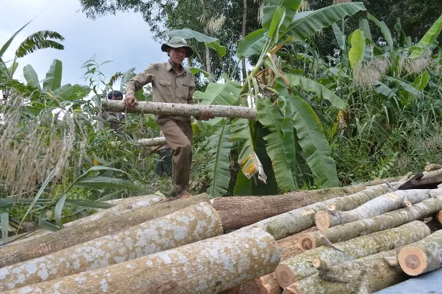 Cây keo lai được trồng nhằm mục đích lấy gỗ chế biến bột giấy. Ngoài ra, cây keo lai còn được dùng làm gỗ dán, ván dán cao cấp, gỗ xẻ dùng trong xây dựng và xuất khẩu. (Nguồn Camau)