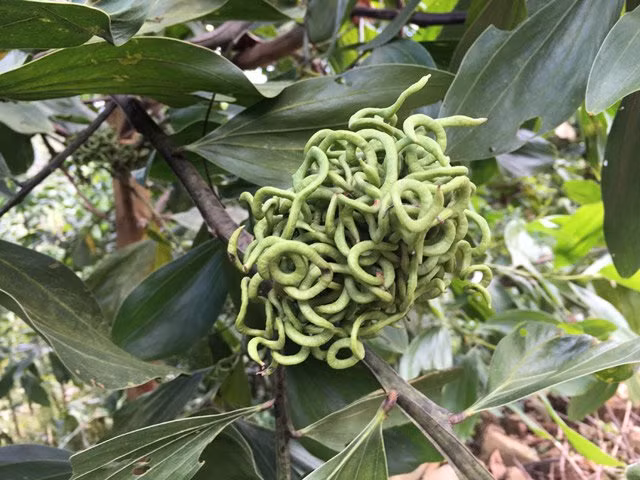 Cây keo lai cho trái lạ như búi rắn lục. Trái này không ăn được mà khi để già, khô thì bóc tách lấy hạt để gieo ươm cây con. (Nguồn Tintaynguyen)