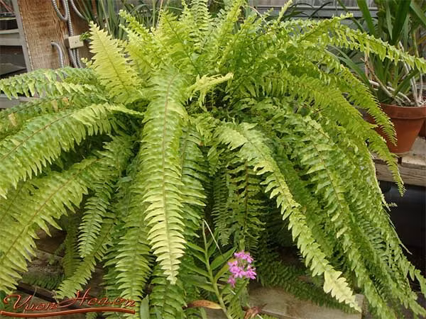 Loài cây này dễ thích nghi với mọi loại thời tiết nhưng nó thích hợp nhất với điều kiện thời tiết mát mẻ và ẩm ướt. Chúng không chịu được ánh sáng trực tiếp nên thường mọc dưới các tán cây cao.