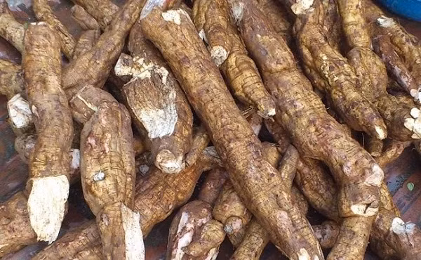 Sắn dây được trồng bằng thân cây sau khi thu hoạch xong củ của vụ trước. Đây là một loại cây rất dễ trồng và thường được trồng vào cuối xuân, đầu hè. Từ tháng 1 tới tháng 3 năm sau là bắt đầu mùa thu hoạch. (Nguồn Adiva)