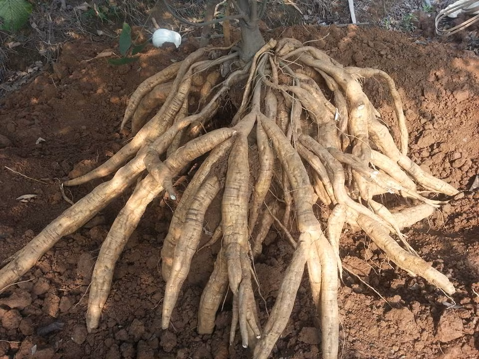 Ở Mỹ, sắn dây được coi là loài xâm lấn vì nó mọc lên và trải ra quá nhanh. Thậm chí, mỗi năm nước Mỹ tốn khoảng 500 triệu đô la do bị mất đất trồng trọt và các chi phí kiểm soát nó. (Nguồn Hanhtoithanhdat)