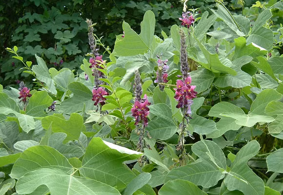  Sắn dây là loài dây leo có rễ phát triển thành củ dài, to. Củ sắn dây được coi là một trong những loại củ lớn nhất và có giá trị chữa bệnh. (Nguồn Kentary)