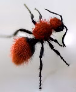 Ngoài màu trắng đen giống gấu trúc, kiến gấu trúc còn sở hữu những màu lông khác có màu sáng nhằm cảnh báo kẻ thù. (Ảnh Creationwiki)