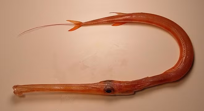 Cá chìa vôi có thân hình tròn, da màu đỏ, chiều dài bằng với một con lươn cỡ lớn nhưng da của nó không trơn và nhớt như lươn. (Ảnh Tinypic)