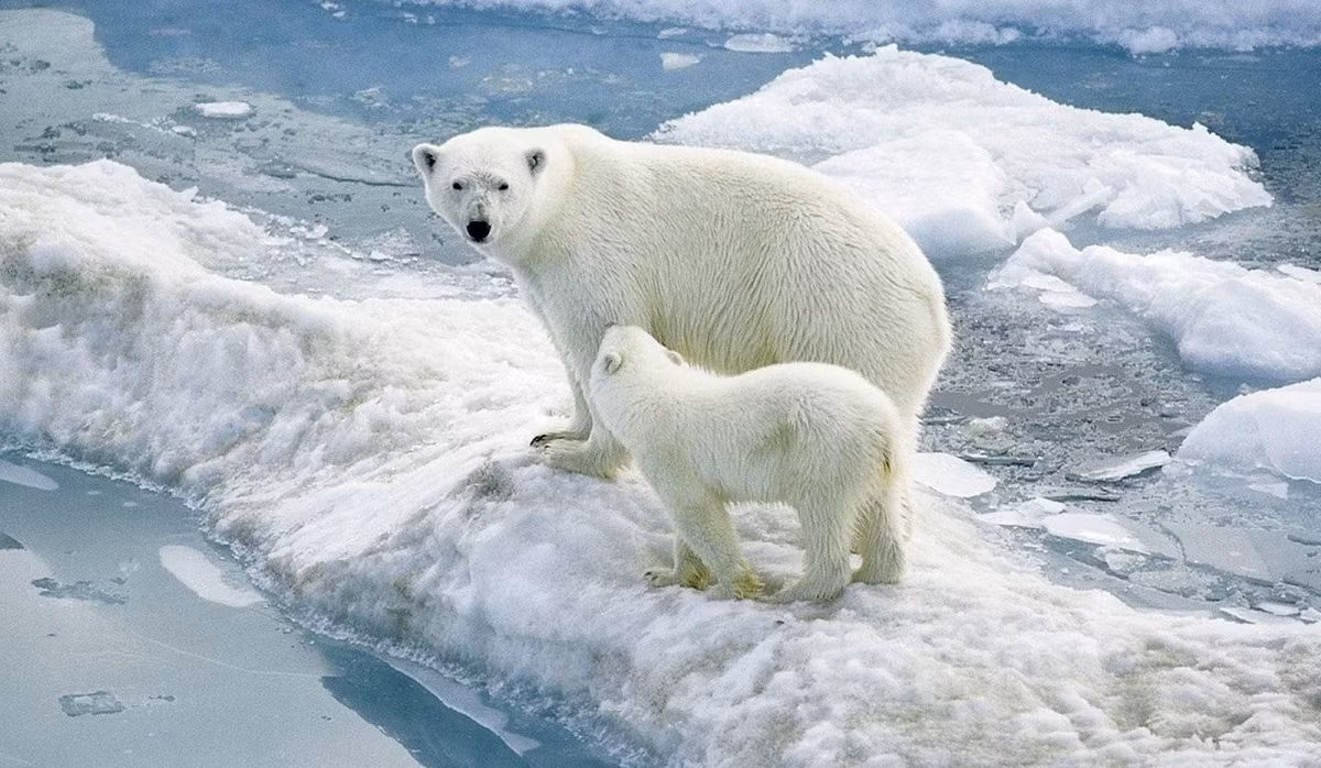 Bộ lông của gấu Bắc Cực bao phủ đến cả bàn chân con gấu giúp nó có thể di chuyển dễ dàng trên băng tuyết. Ảnh Picanimal.