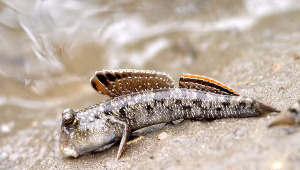 Ngoài ra, cá thòi lòi có đôi vây trước có hệ cơ phát triển đóng vai trò như một đôi “tay” khiến nó có khả năng đặc biệt khác là...leo cây. (Nguồn Kenh14)