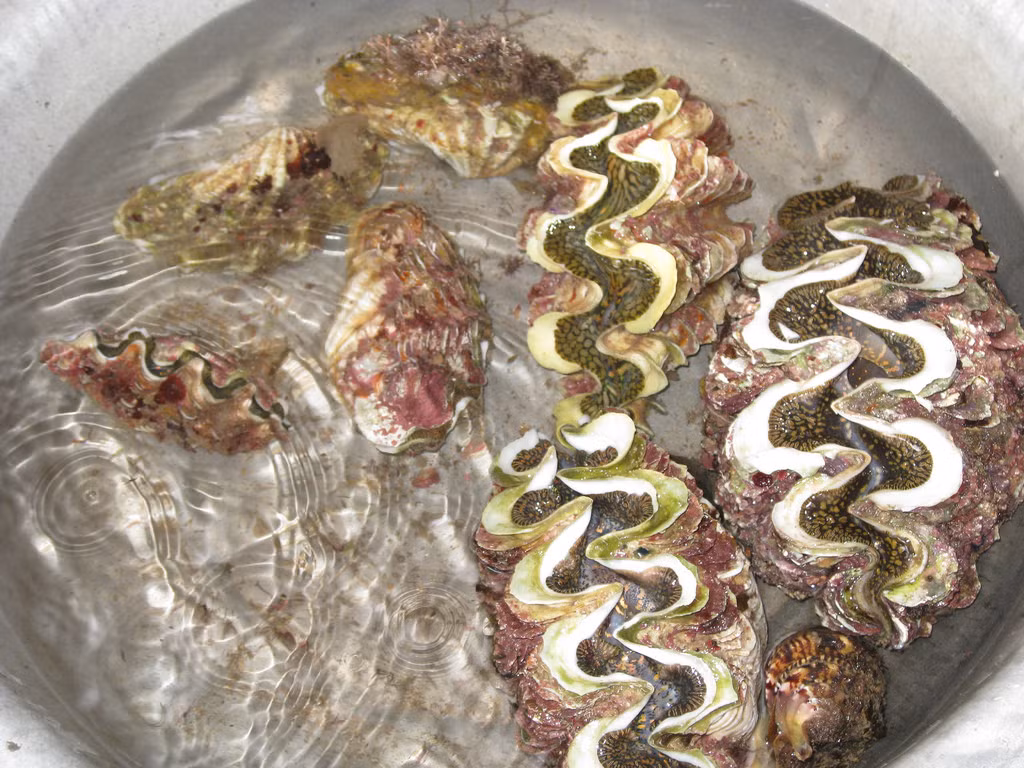 Trong khi đó, vỏ ốc tai tượng lại được tận dụng để tạo ra các đồ mỹ nghệ hay các đồ vật trang trí cho ngôi nhà. (Ảnh Staticflickr)