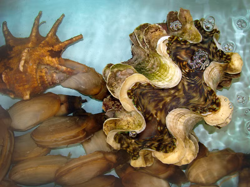 Thức ăn của ốc tai tượng là những sinh vật nhỏ hoặc sinh vật phù du. (Ảnh Staticflickr)