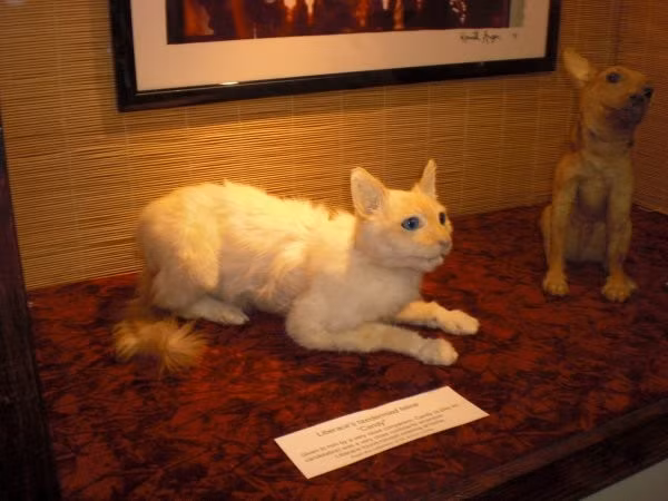 Khi đến Bảo tàng chết chóc, khách tham quan có thể tận mắt chứng kiến chiếc đầu của Henri Landru - kẻ giết người hàng loạt trong vụ án the Blue Beard ở thủ đô Paris năm 1922. (Ảnh Viralpie)