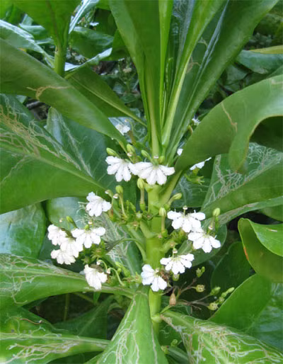 Cây bão táp chịu được mặn, được trồng để chắn gió, cát, giữ đất, làm bóng mát, che chở cho những loài cây khác. Cây bão táp rất dễ trồng, chỉ cần cắm cành xuống đất là sống. (Nguồn Ttxtdldongnai)