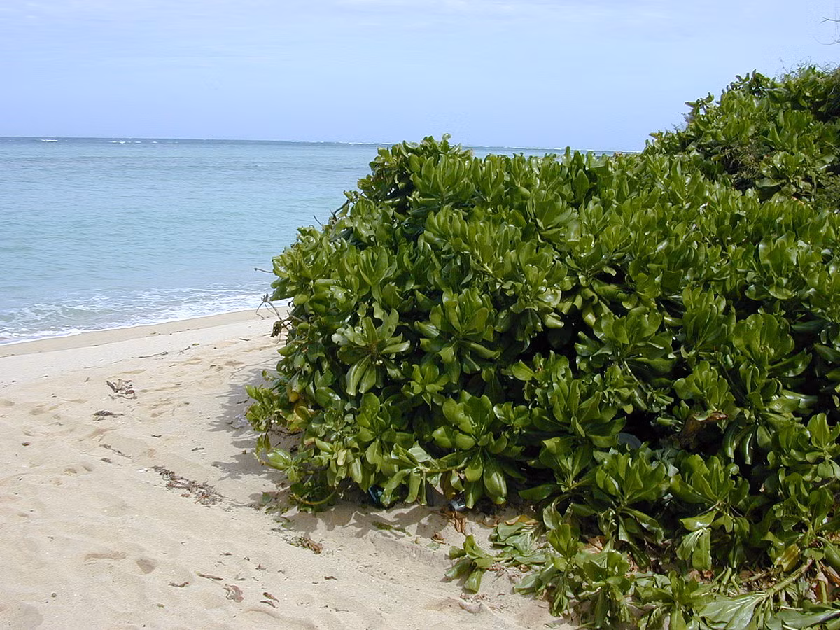 Cây bão táp cũng là loài cây đặc trưng của quần đảo Trường Sa ở nước ta cùng với cây bàng vuông và cây phong ba. (Nguồn Wikimedia) 