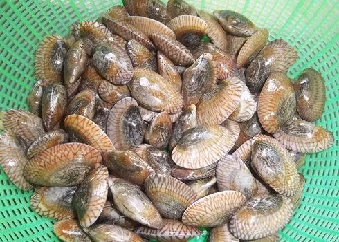 Chem chép biển có vỏ cứng, hoa văn nhiều màu sắc. (Ảnh Mytour)