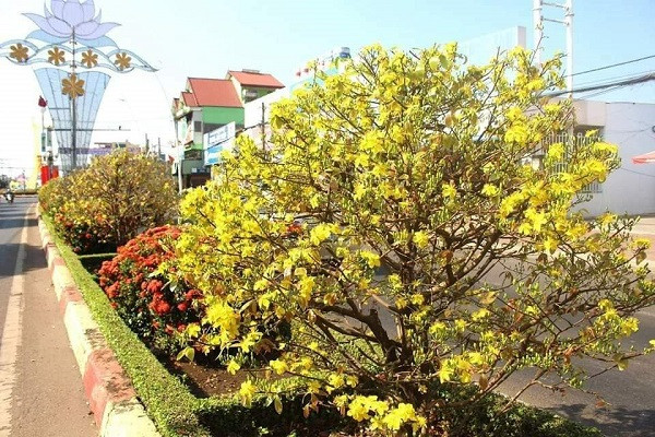 Chị Mai Hương (Việt kiều Úc) về Việt Nam đón Tết cổ truyền đã không khỏi ngỡ ngàng trước sự đổi thay của quê hương Châu Đức, đặc biệt là trên các tuyến đường trung tâm, hàng trăm cây mai đã bung nụ rực vàng. “Đây là điểm check in độc đáo cho các bạn trẻ, cũng như khách du lịch khi đến đây”, chị Hương vui vẻ nói.