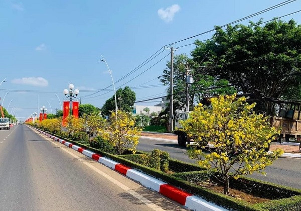 Đến nay, đường hoa mai của huyện Châu Đức đã lên tới 1.157 cây, có độ tuổi từ 12 - 15 năm, cao từ 1,5 m – 2 m, với tổng chiều dài hơn 5 km. Thời điểm này, cả con đường kéo dài nhiều cây số nhuộm sắc vàng của mai khiến cho không khí ngày Tết thêm phần vui tươi, rực rỡ.