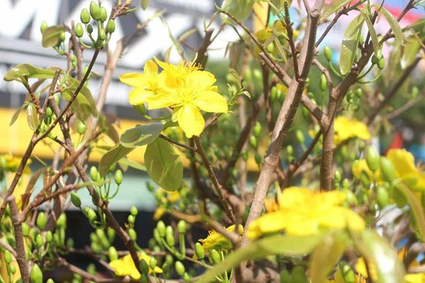 “Nhiều người khi đi qua đây đã dừng chân lại chụp hình, tranh thủ lưu lại hương sắc Xuân. Bản thân tôi từng đi nhiều nơi, nhưng nhận thấy huyện Châu Đức là địa phương có tuyến đường trồng hoa mai “độc nhất vô nhị” trên dải phân cách”, ông Danh nói.