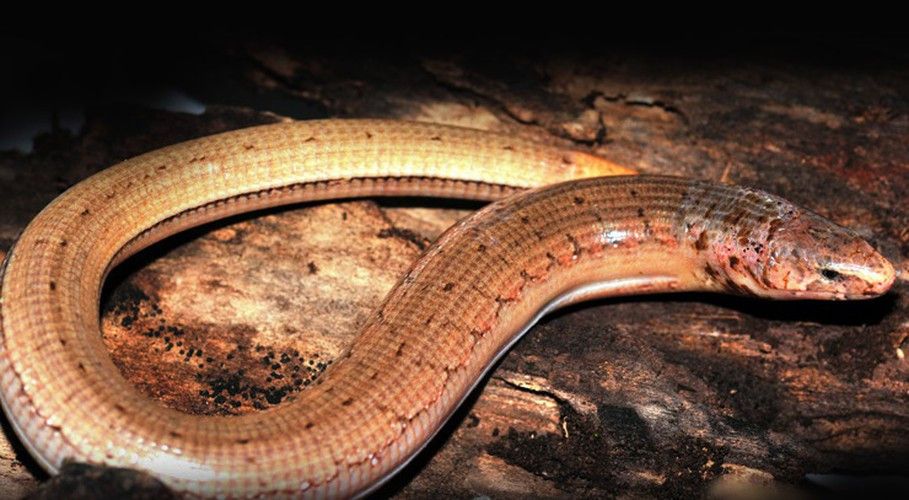 Thằn lằn rắn hác (Ophisaurus harti) là loài thằn lằn không chân rất xinh đẹp. Cơ thể chúng có màu nâu đỏ nhạt với các vạch ngang màu xanh trên lưng. Nếu chỉ nhìn thoáng chúng trườn bò trong các đám lá mục, bạn có thể giật mình vì không thể xác định được là thằn lằn hay rắn độc. Chúng sống chủ yếu ở miền Bắc Việt Nam và nơi có độ cao từ 1400m trở lên.